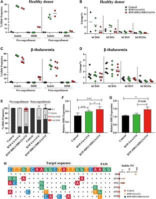 Induction of Fetal Hemoglobin by Introducing Natural Hereditary Persistence of Fetal Hemoglobin Mutations in the γ-Globin Gene Promoters for Genome Editing Therapies for β-Thalassemia